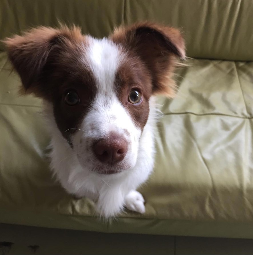 A Border Collie Chihuahua mix sitting on the couch with its begging face