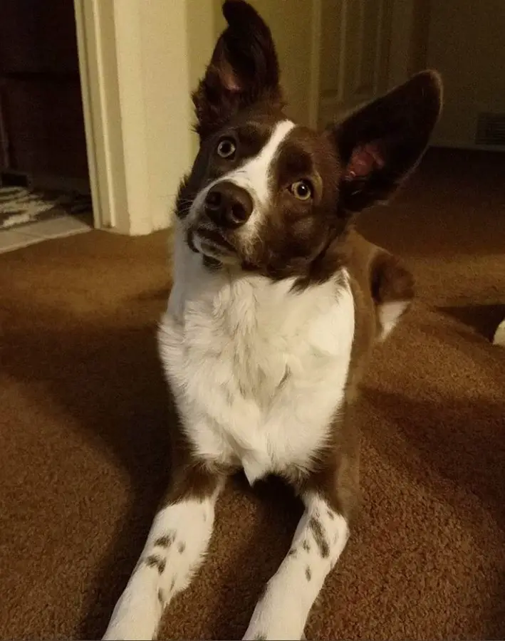 Border Collie Chihuahua Mix petfinder