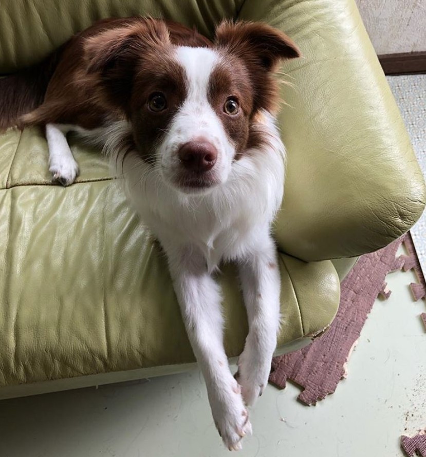 A brown and white Border Collie Chihuahua mix lying on the couch with looking up with its begging eyes