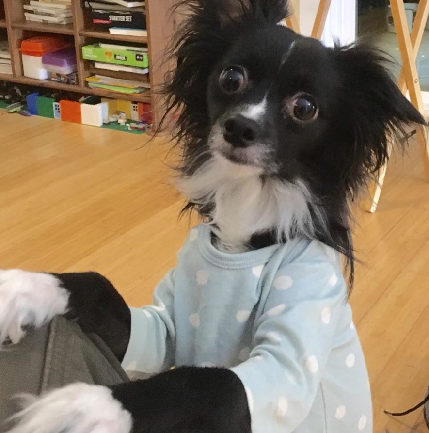 A black and white Border Collie Chihuahua mix standing up leaning on the couch with its big round eyes