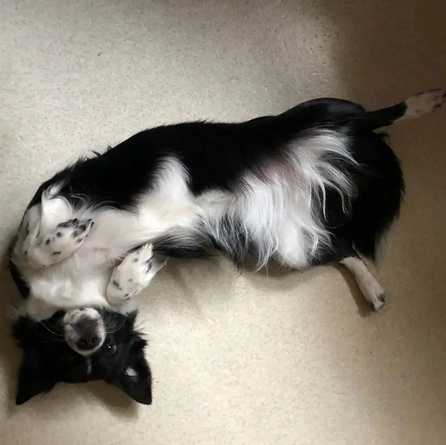 A black and white Border Collie Chihuahua mix lying on its back on the floor