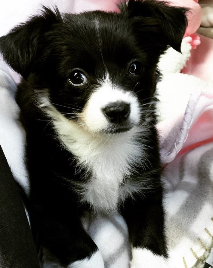 A black and white Border Collie Chihuahua mix puppy lying on its bed