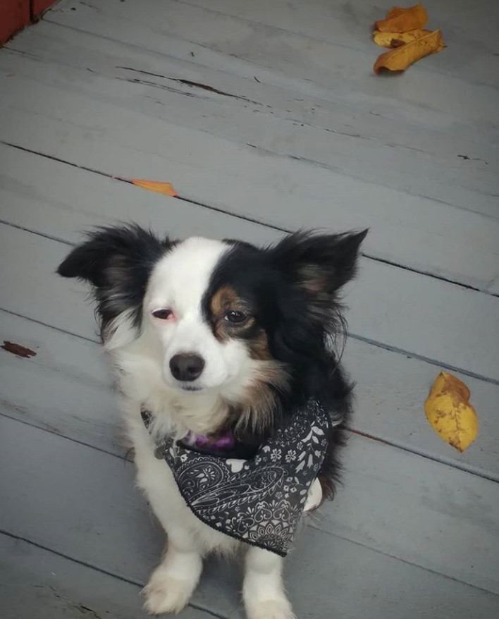 A Border Collie Chihuahua mix sitting on the wooden floor with its sleepy face