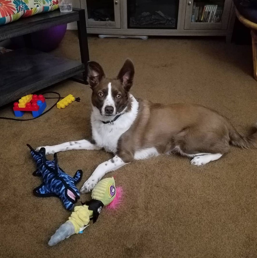 A Border Collie Chihuahua mix lying on the floor with its toys