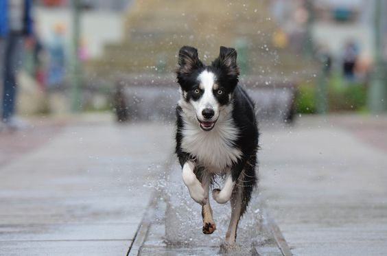 Border Collie dog running on the road with rainwater
