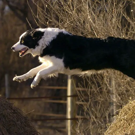 jumping Border Collie outdoors