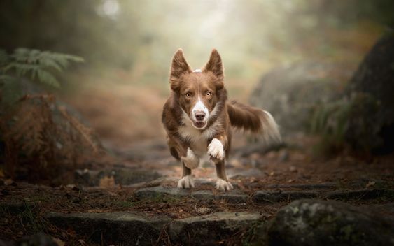 Border Collie running in the forest
