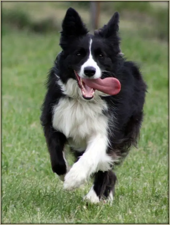 Border Collie running in the field with its tongue out