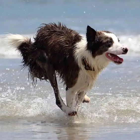 Border Collie running by the seashore