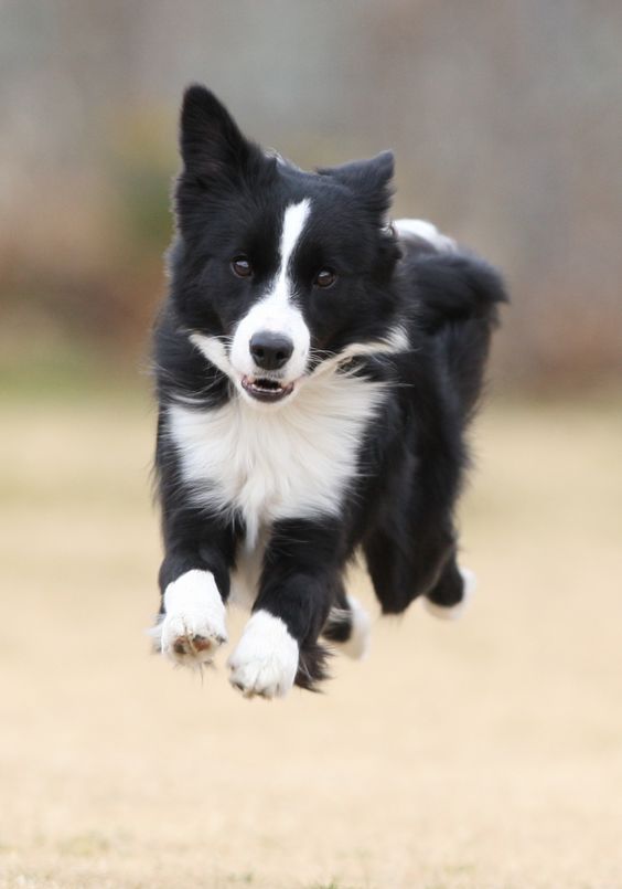 running Border Collie dog
