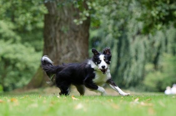 Border Collie dog running in the forest