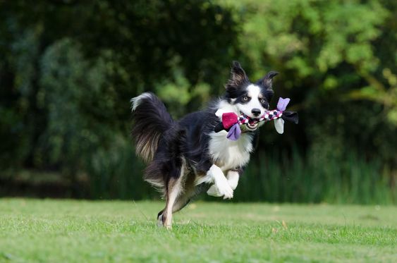 running Border Collie with a tug toy in its mouth