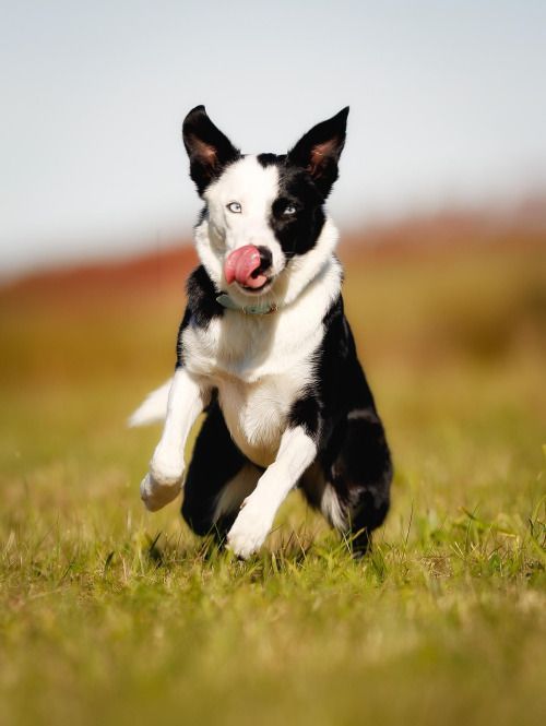 Border Collie running in the field while licking its nose