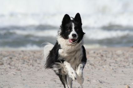 Border Collie at the beach running
