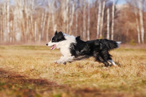 Border Collie running in the forest