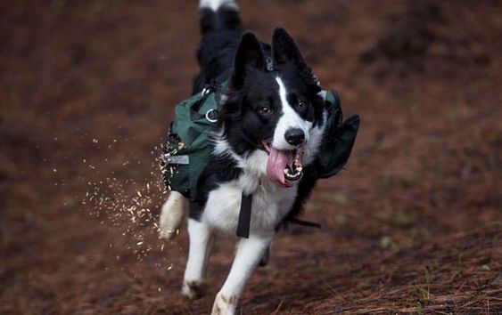 Border Collie running in the mountain with its tongue sticking out