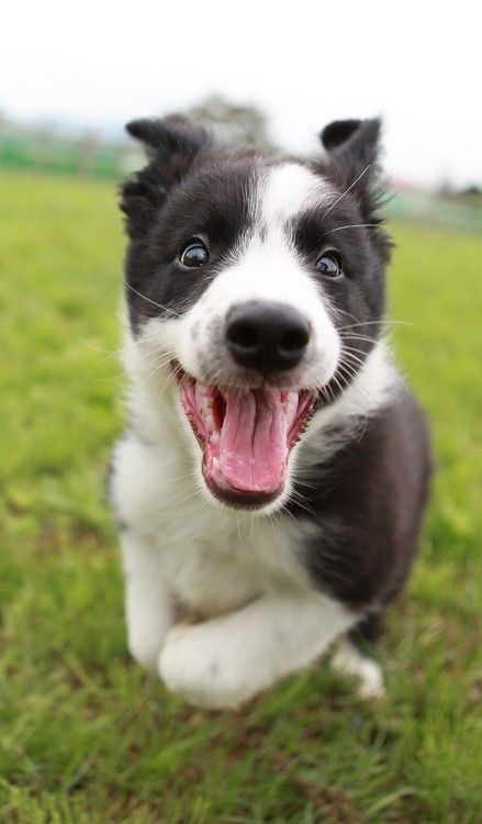 excited Border Collie in the field