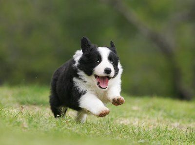 Border Collie puppy running in the field