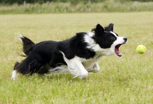 Border Collie fetching a ball in the field