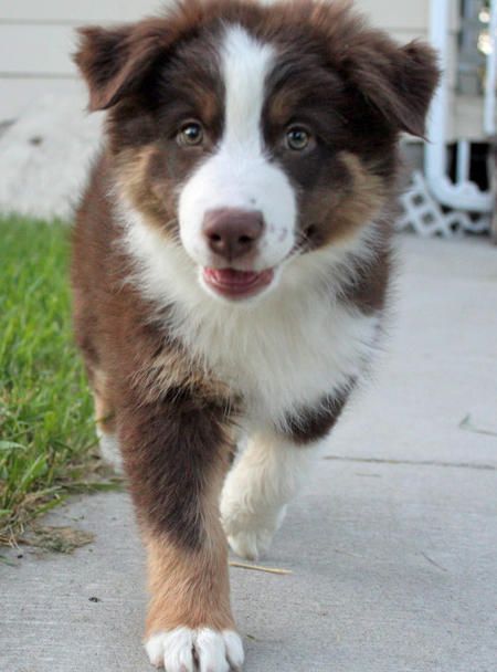 happy Border Collie in the street