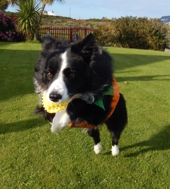 Border Collie in the yard catching a ball