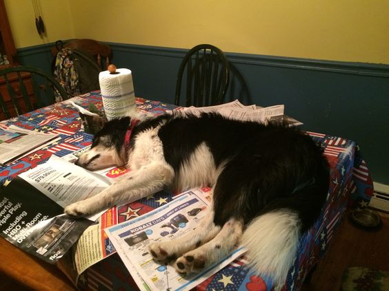 A Border Collie sleeping on top of the newspaper on the table