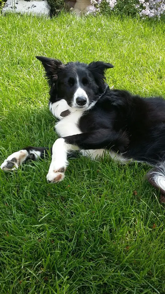 A Border Collie lying on the grass with its eyes closed