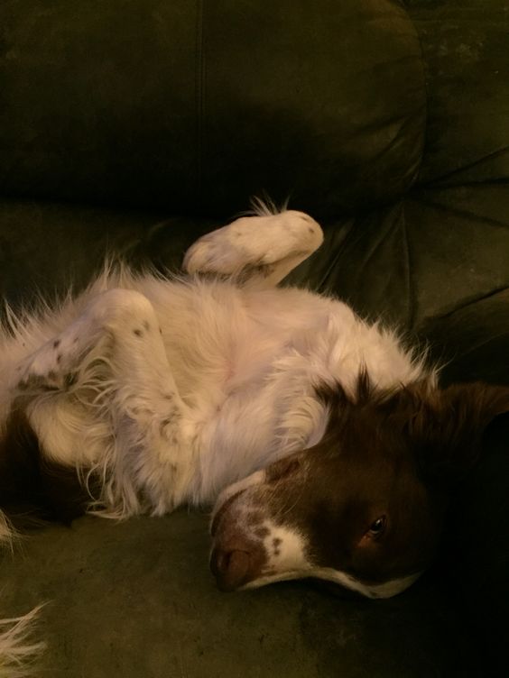 A sleepy Border Collie lying on the couch
