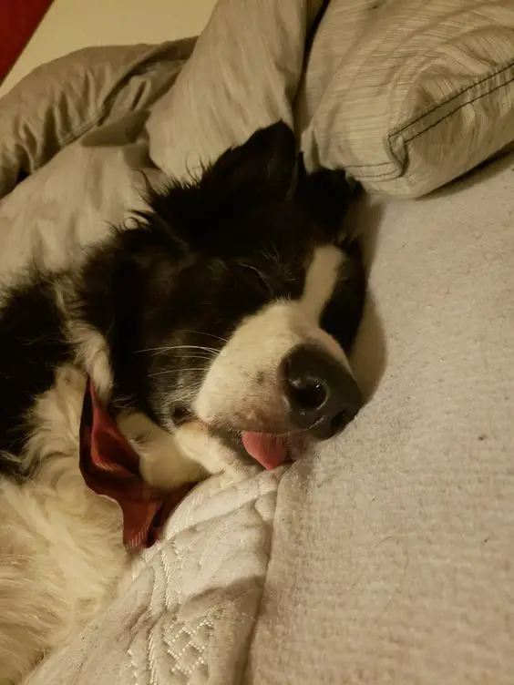 A Border Collie sleeping on the bed with its tongue out
