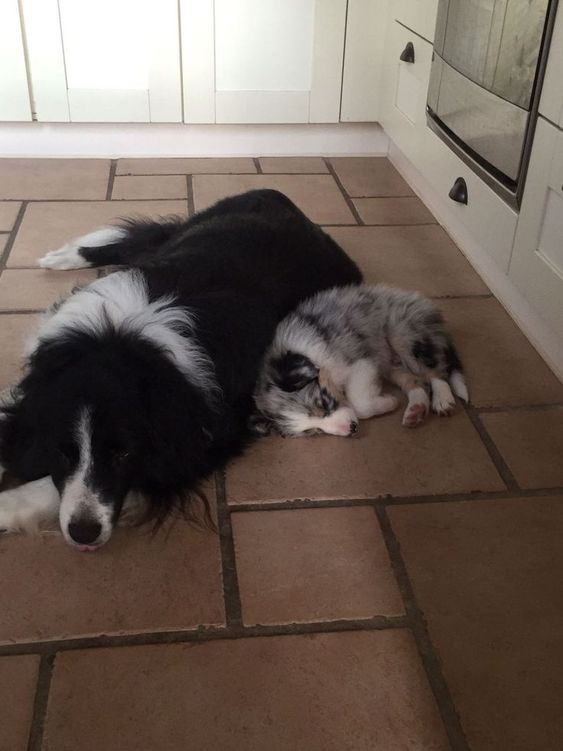 An adult and puppy Border Collie sleeping next to each other on the floor
