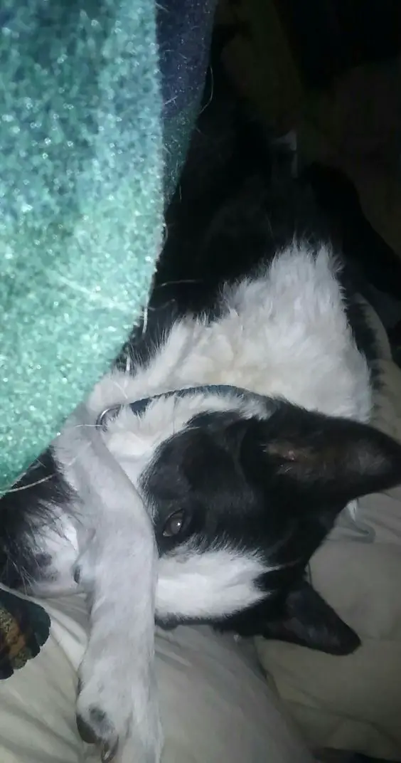 A Border Collie sleeping on the bed with its one front leg covering its face