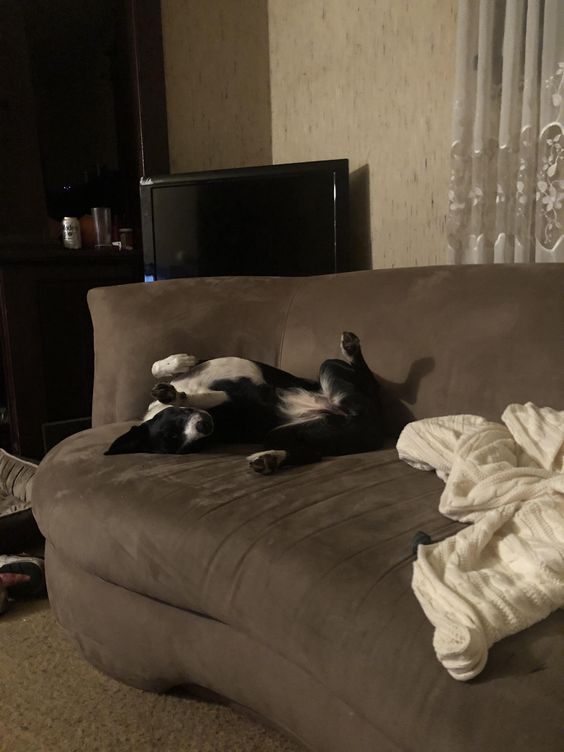 A Border Collie sleeping on the couch with its legs spread out