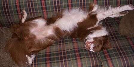 A Border Collie lying on its back with its legs spread out and arms stretched while sleeping on the couch