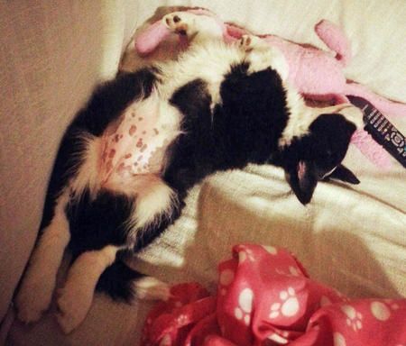 A Border Collie puppy lying on its back while sleeping on the couch