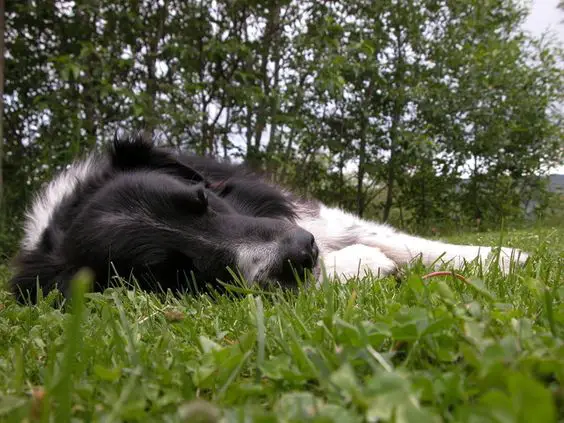 A Border Collie sleeping on the field of grass