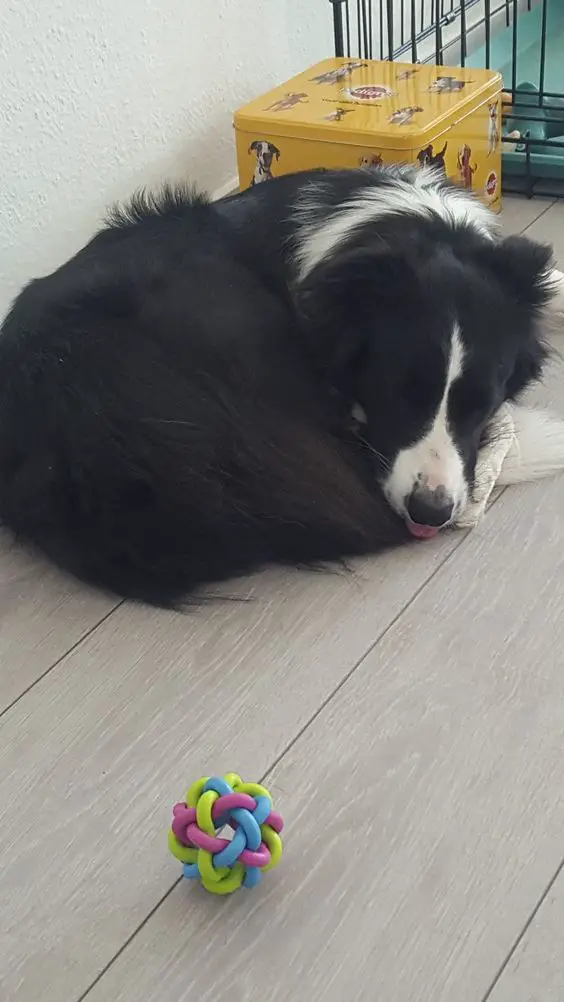 A Border Collie curled up sleeping on the floor