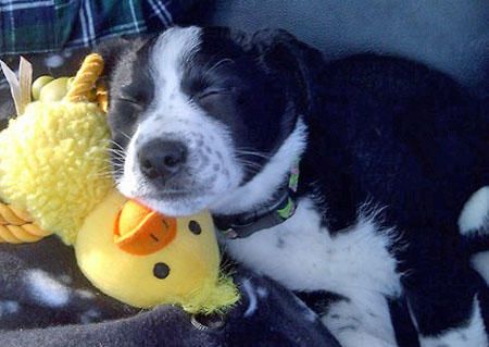 A Border Collie puppy sleeping in the back seat while its head is on top of a duck stuffed toy
