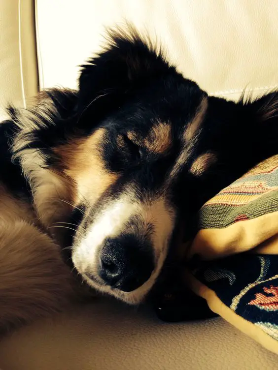 A Border Collie sleeping on the bed