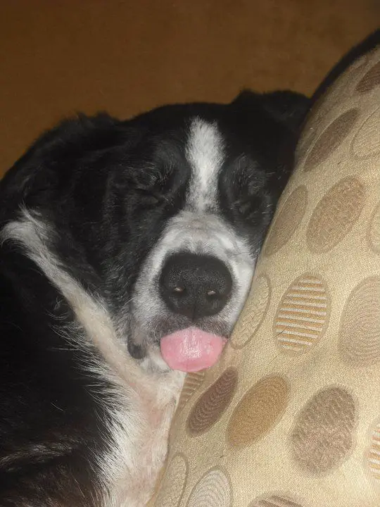 A Border Collie sleeping on its bed at night with its tongue out