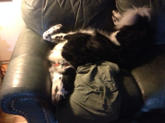 A Border Collie sleeping on the couch at night in an uncomfortable position