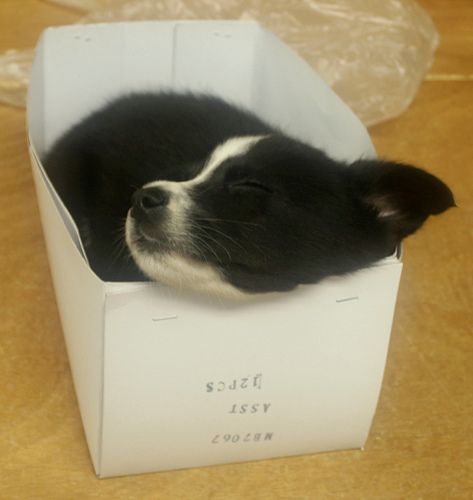 A Border Collie puppy sleeping inside a box