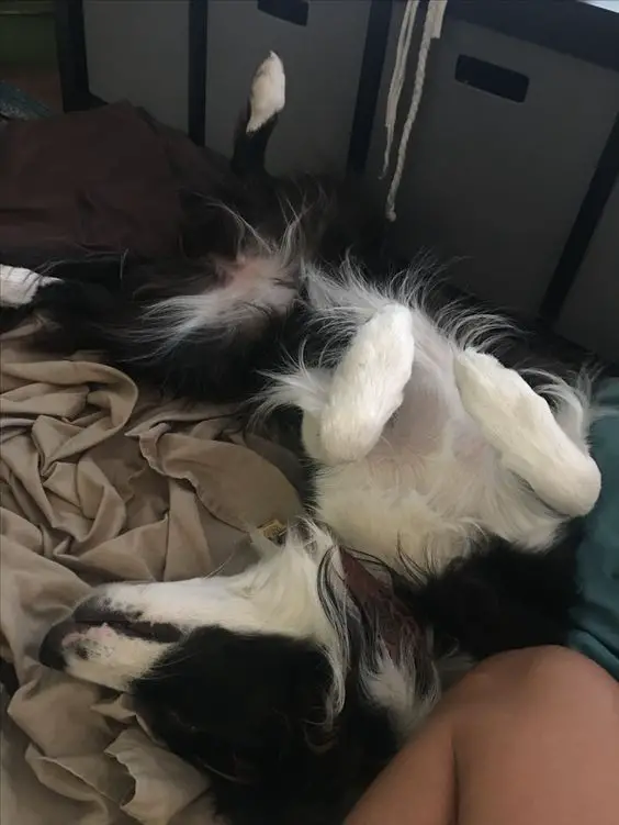 A Border Collie lying on its back while sleeping on its bed