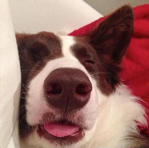 A Border Collie sleeping on the bed with its small tongue out