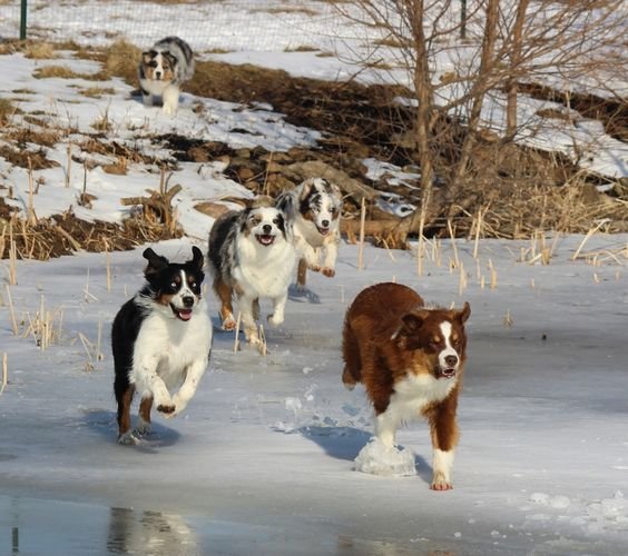 Border Collie running in snow
