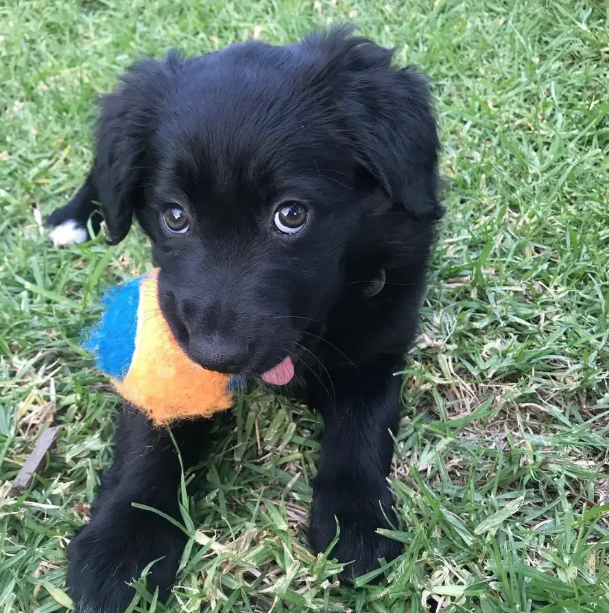 A black Golden Border Retriever puppy lying on the grass with a ball in its mouth