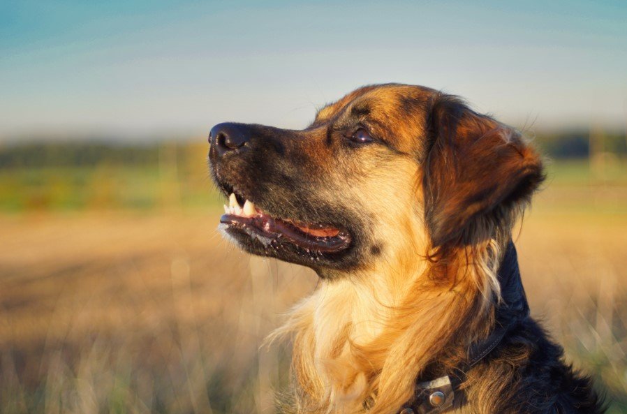 A Golden Border Retriever sitting in the field and facing sideways