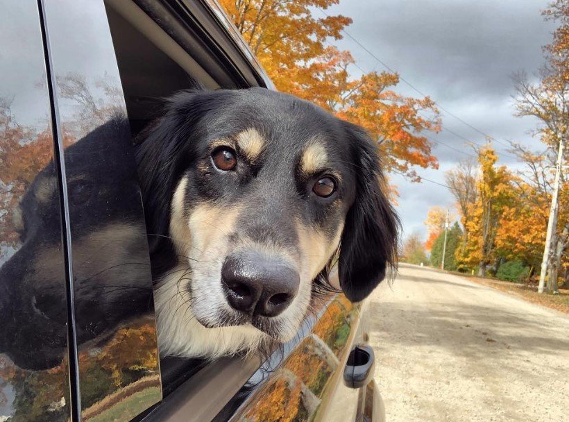 A Golden Border Retriever sitting in the backseat