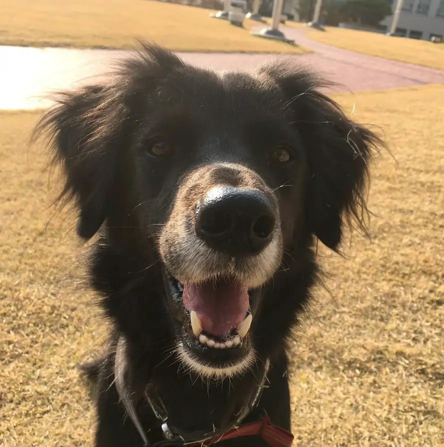 A Golden Border Retriever sitting in the front yard while smiling