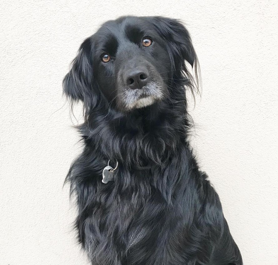 A black Golden Border Retriever tilting its head