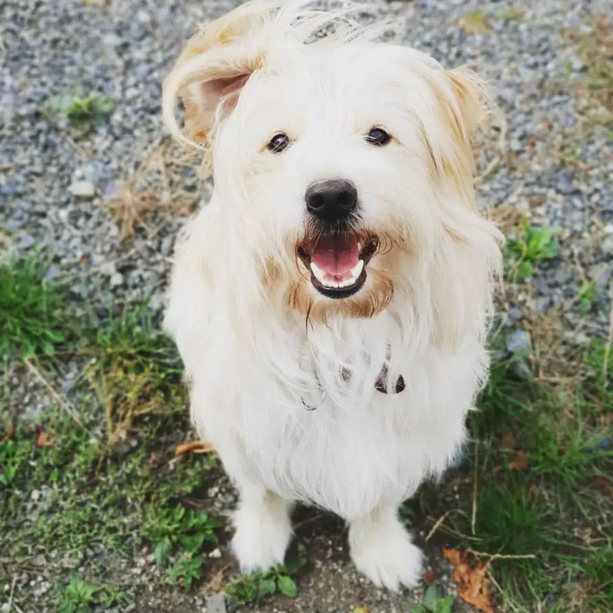 A Golden Border Retriever sitting on the ground while smiling